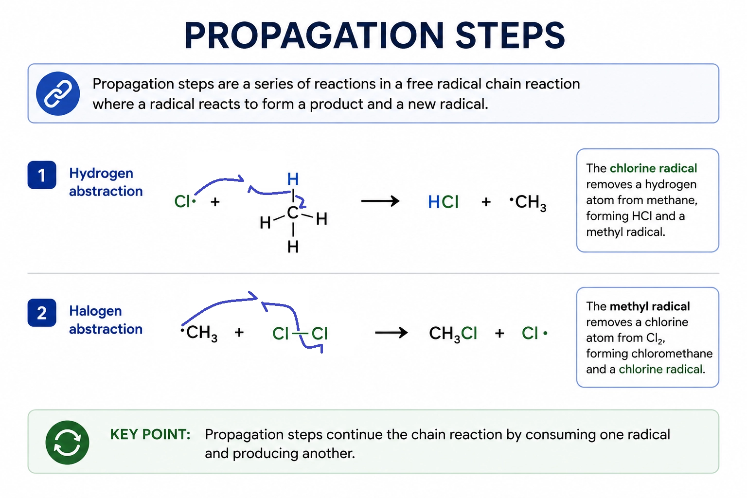 Propagation steps in free-radical substitution showing hydrogen abstraction and radical regeneration.