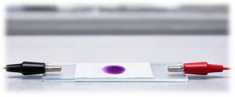 Potassium manganate(VII) spot before migration on moist filter paper