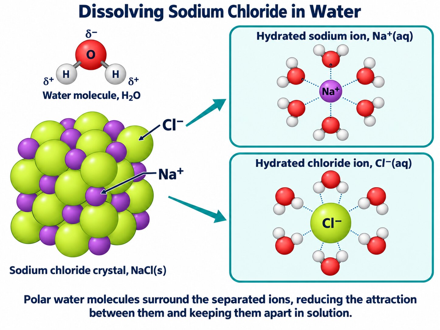 A sodium chloride crystal dissolving, with water molecules forming hydration shells around separated Na+ and Cl- ions.