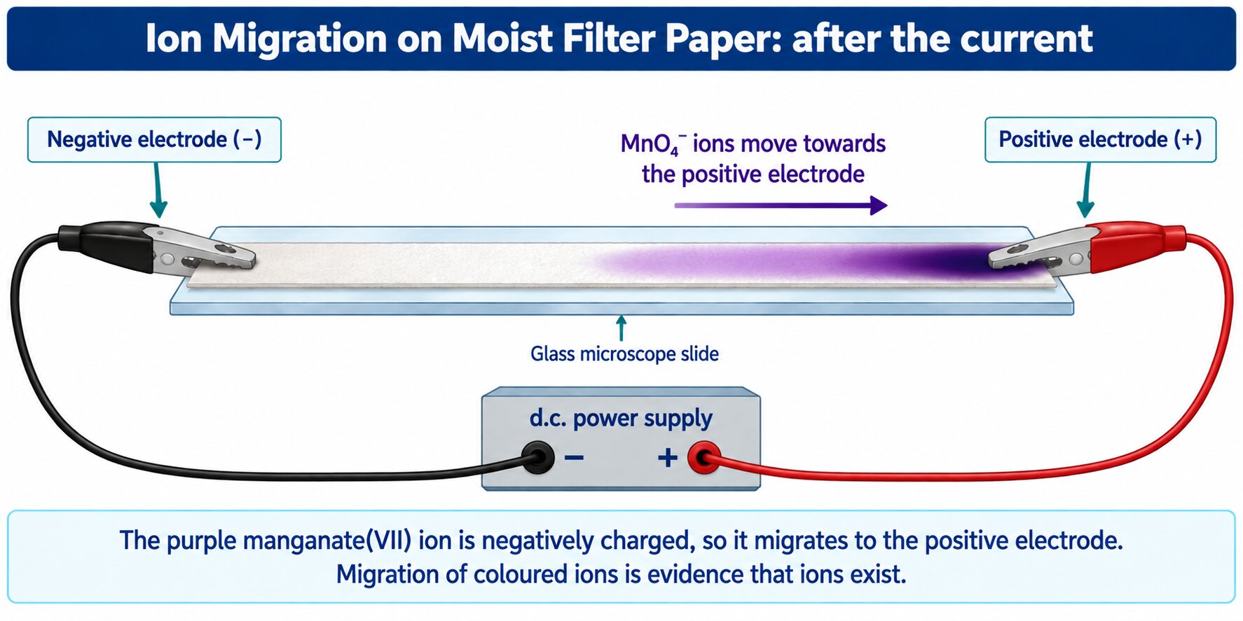 Ion migration on moist filter paper: the purple manganate(VII) spot has spread towards the positive electrode.
