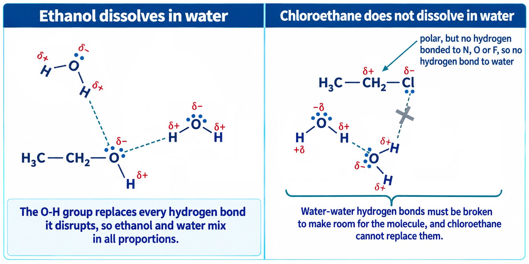 Two panels comparing ethanol, which hydrogen bonds to water and dissolves, with chloroethane, which cannot and does not