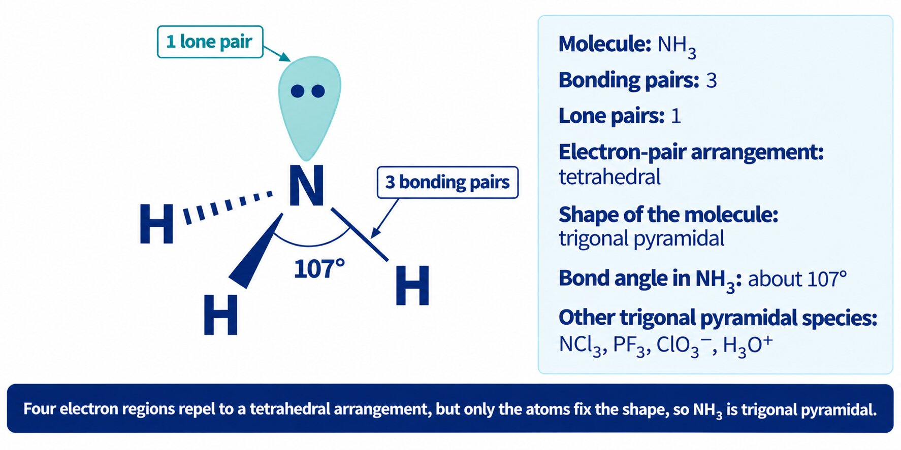 Trigonal pyramidal NH₃ with the lone pair on nitrogen and the 107° bond angle marked