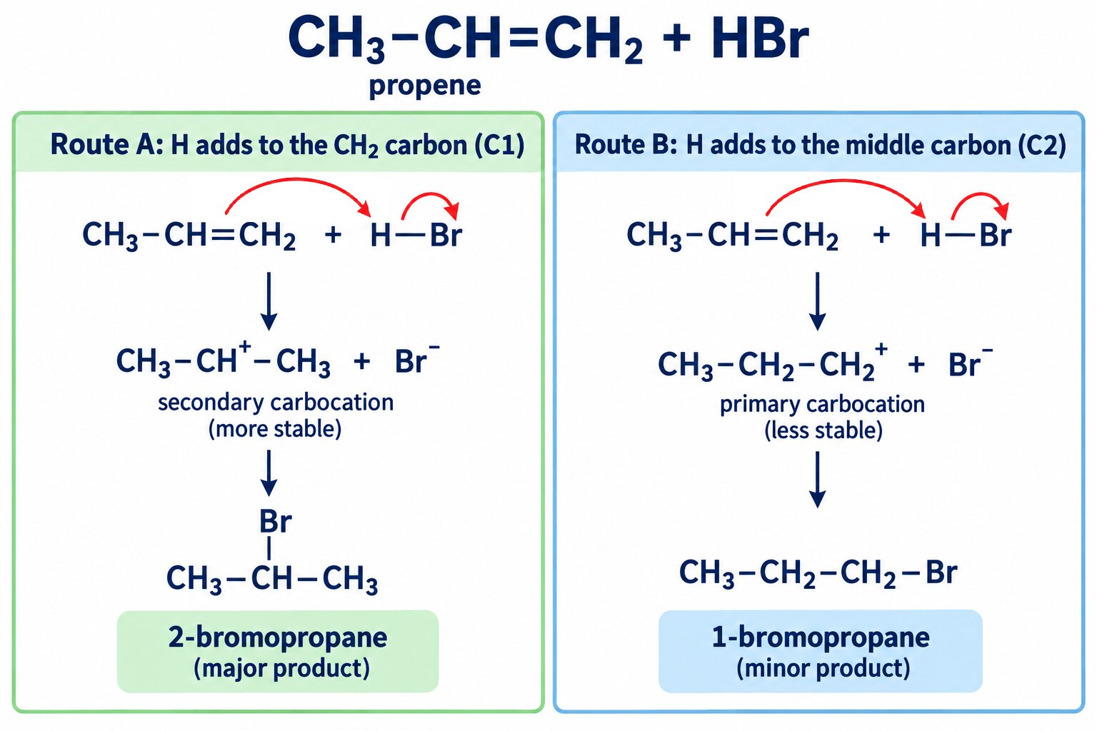 HBr adding to propene by two routes: the secondary carbocation gives 2-bromopropane (major), the primary gives 1-bromopropane (minor)