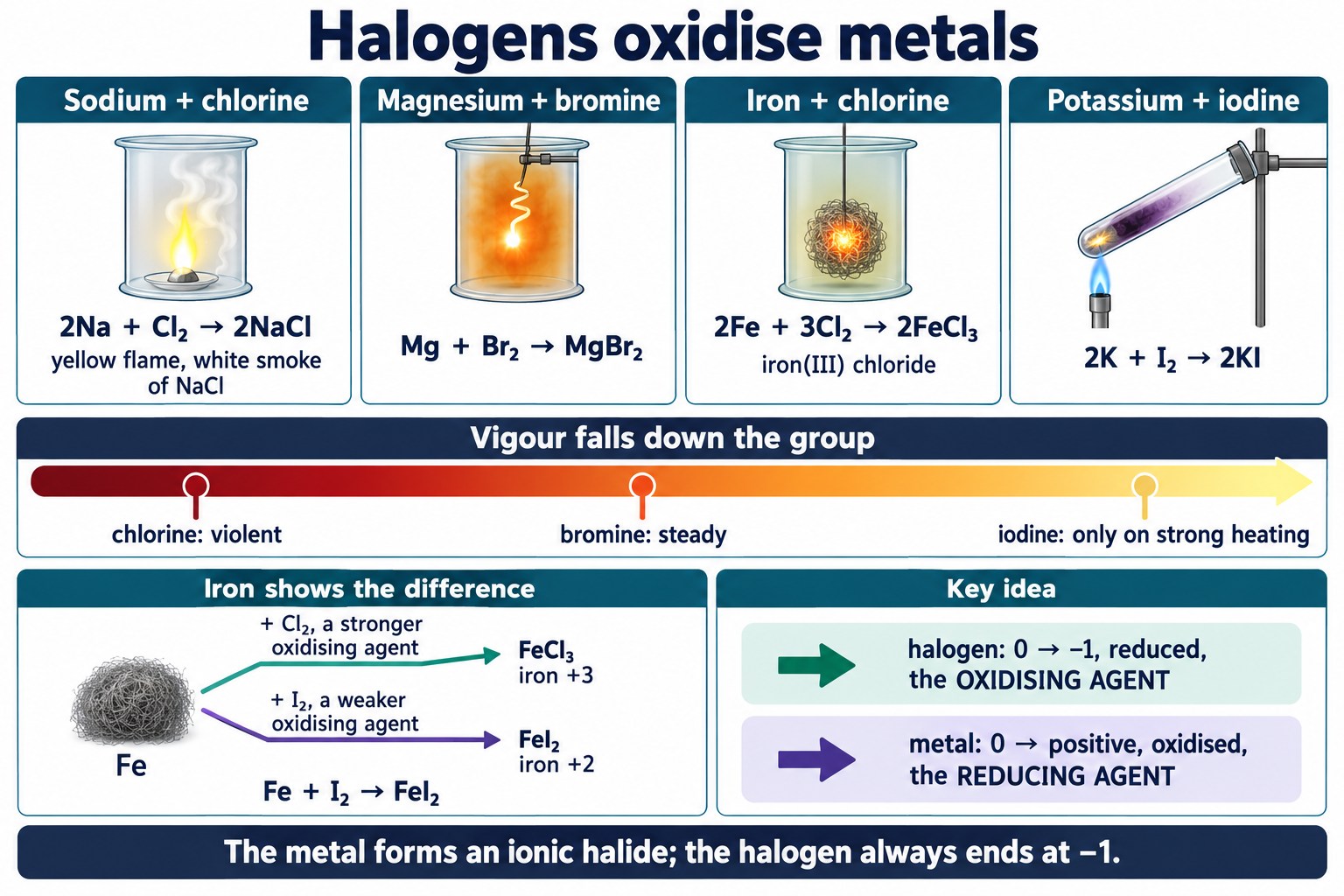 Poster of halogens reacting with sodium, magnesium, iron and potassium, with falling vigour and iron(III) versus iron(II).