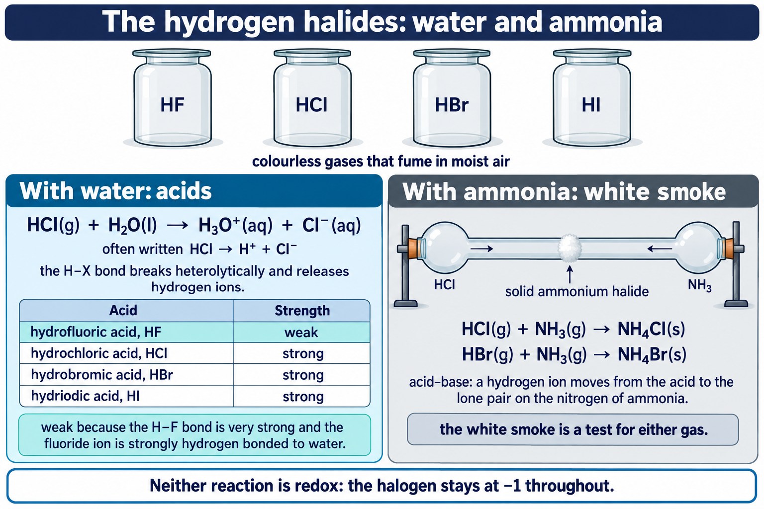 Poster of hydrogen halides forming acids in water, HF weak, and forming white ammonium halide smoke with ammonia.