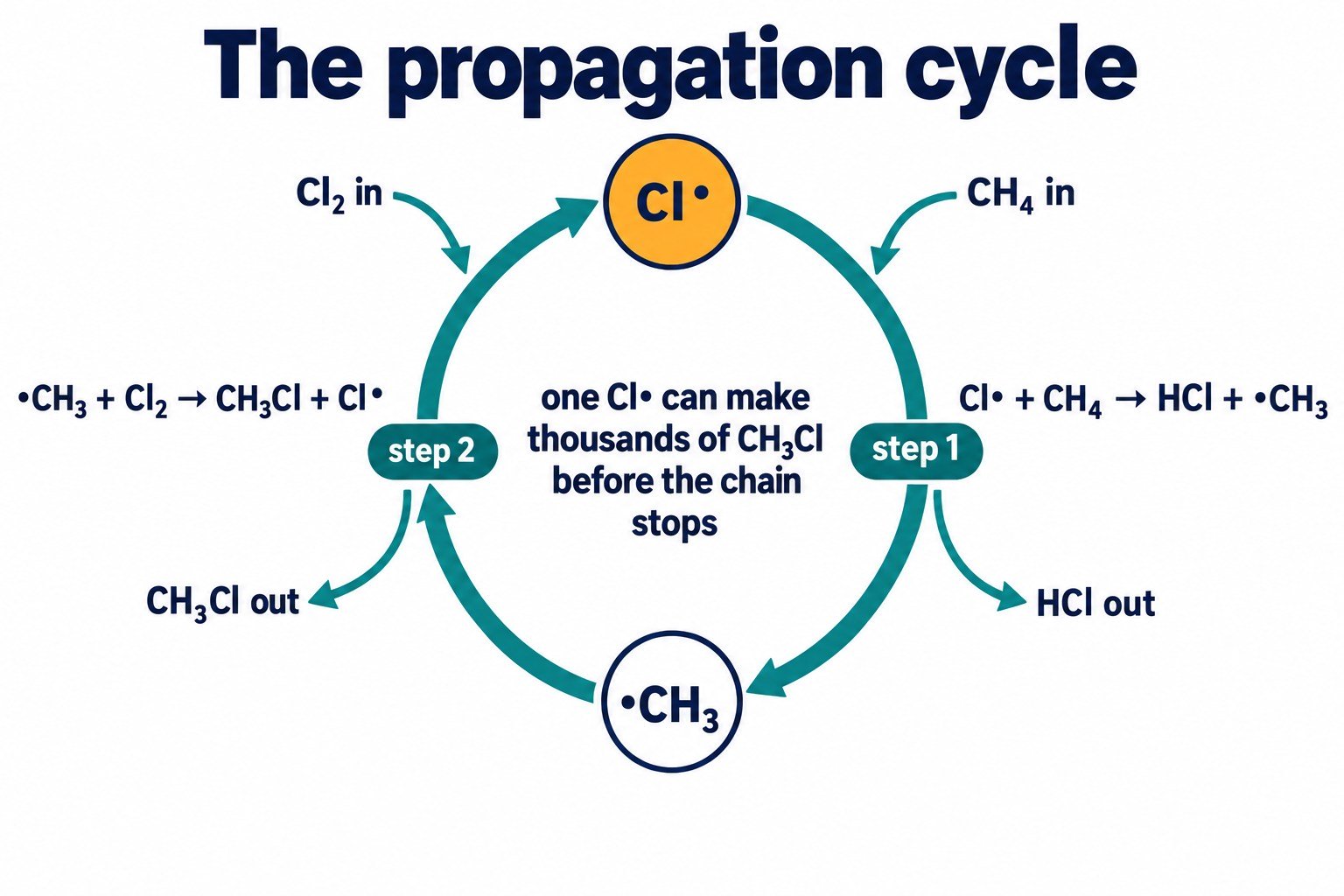 Circular diagram of the two propagation steps for methane and chlorine, with Cl• returning to the start of the cycle