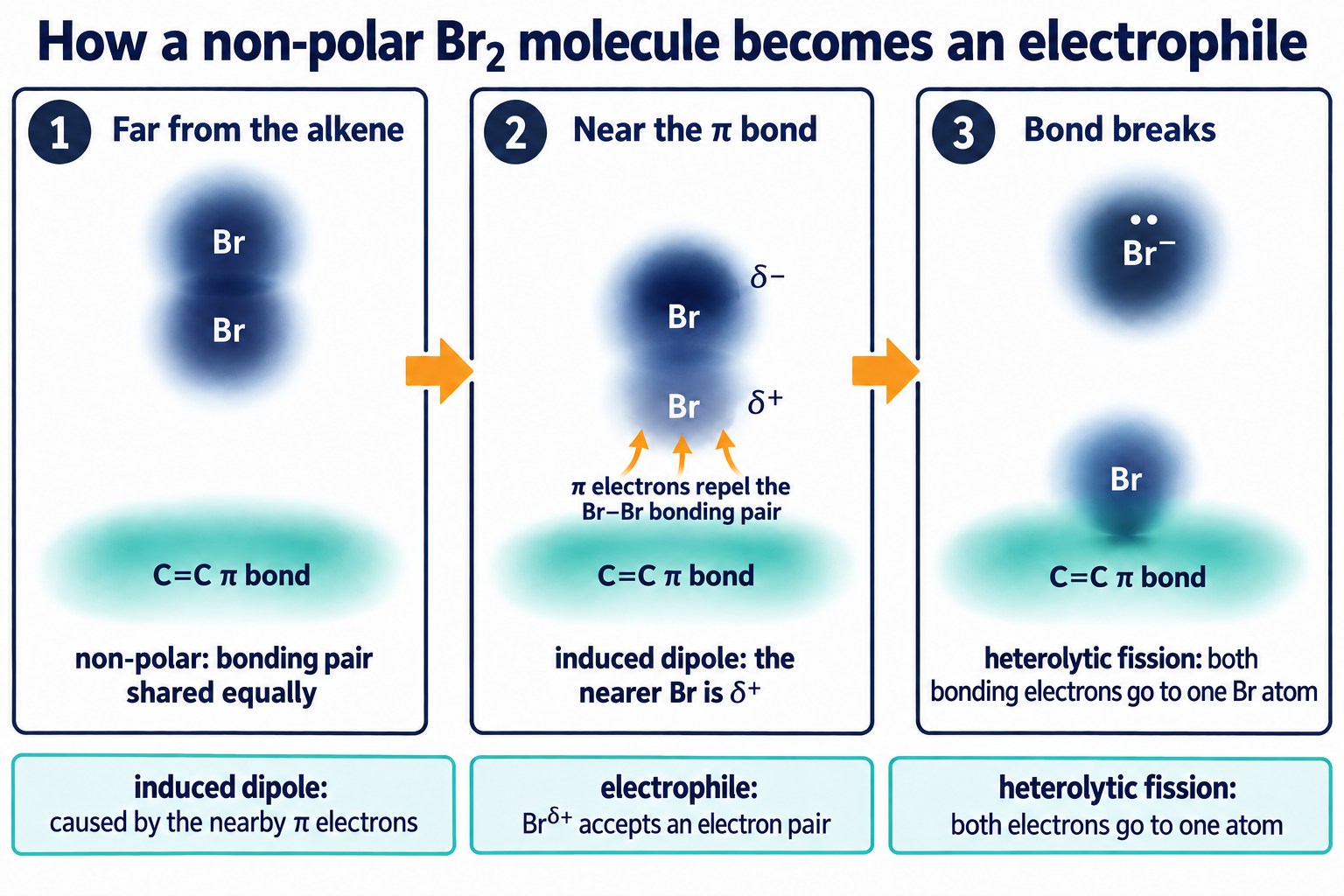 Three frames: Br₂ with an even electron cloud, then polarised near the π bond with δ+ nearer and δ− further, then heterolytic fission to Br⁻